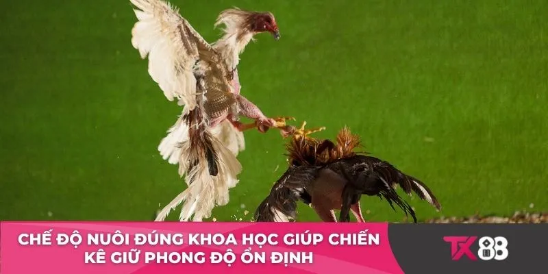 Chế độ nuôi đúng khoa học giúp chiến kê giữ phong độ ổn định