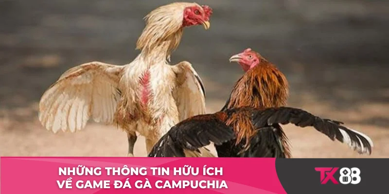 Những thông tin hữu ích về game đá gà Campuchia